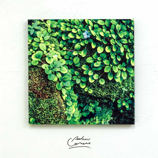 ファブリックパネル ボタニカルアートACFP003 アルソビア・ディアンティフロラ