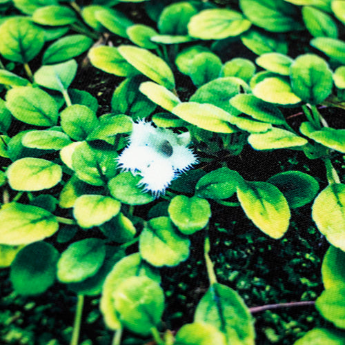 ファブリックパネル ボタニカルアートACFP003 アルソビア・ディアンティフロラ